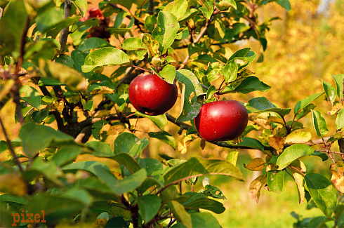 Яблоки в октябре