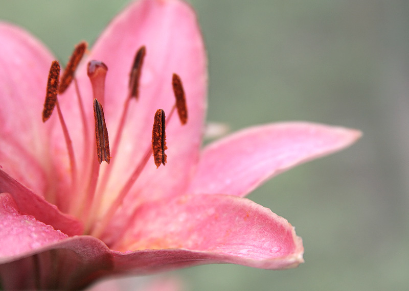 Lily Pink Webcam