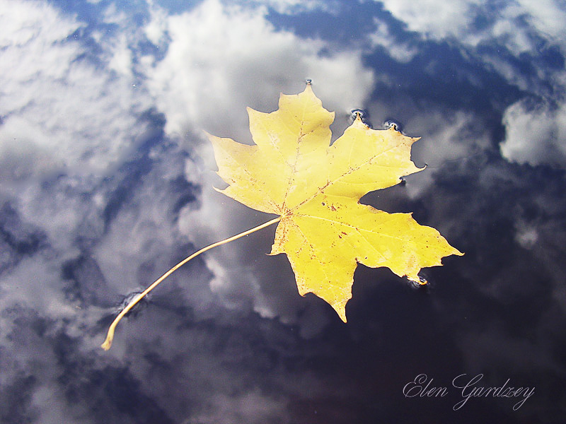 Легкий желтый лист. Лист на ветру. Листья в воздухе. Листья клена на ветру. Небо кленовый лист.