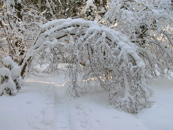 Winter arc. Снежная арка в лесу. Арка снег. Арка из снежных деревьев. Арки из заснеженных деревьев.