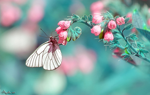 Бабочка и цвет...