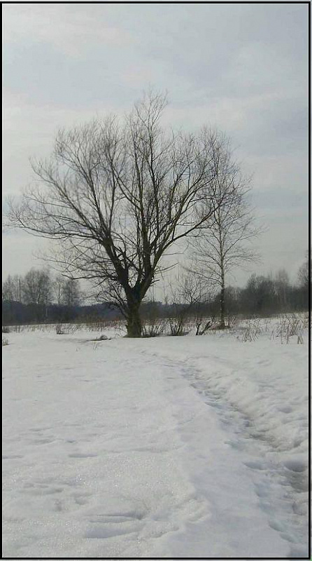 одинокое дерево